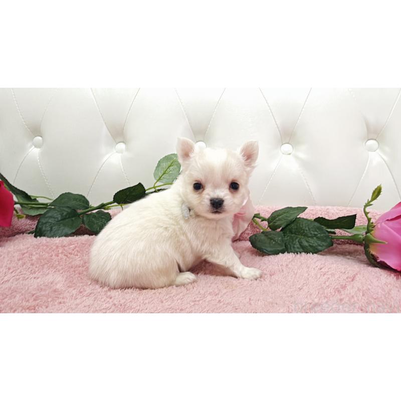 販売中の埼玉県のチワワ(ロングコート)-430690の2枚目