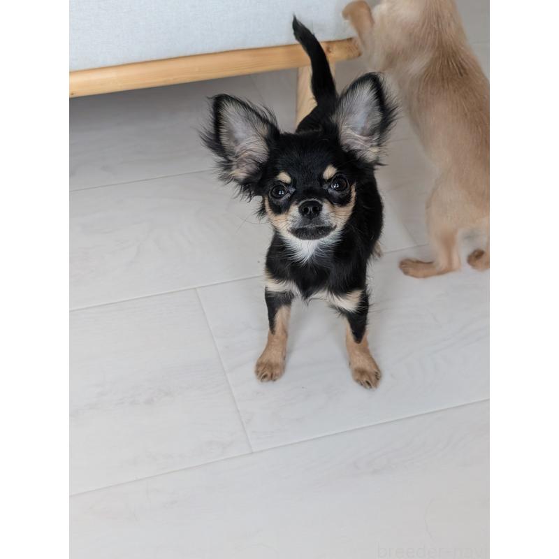 販売中の北海道のチワワ(ロングコート)-416926の7枚目