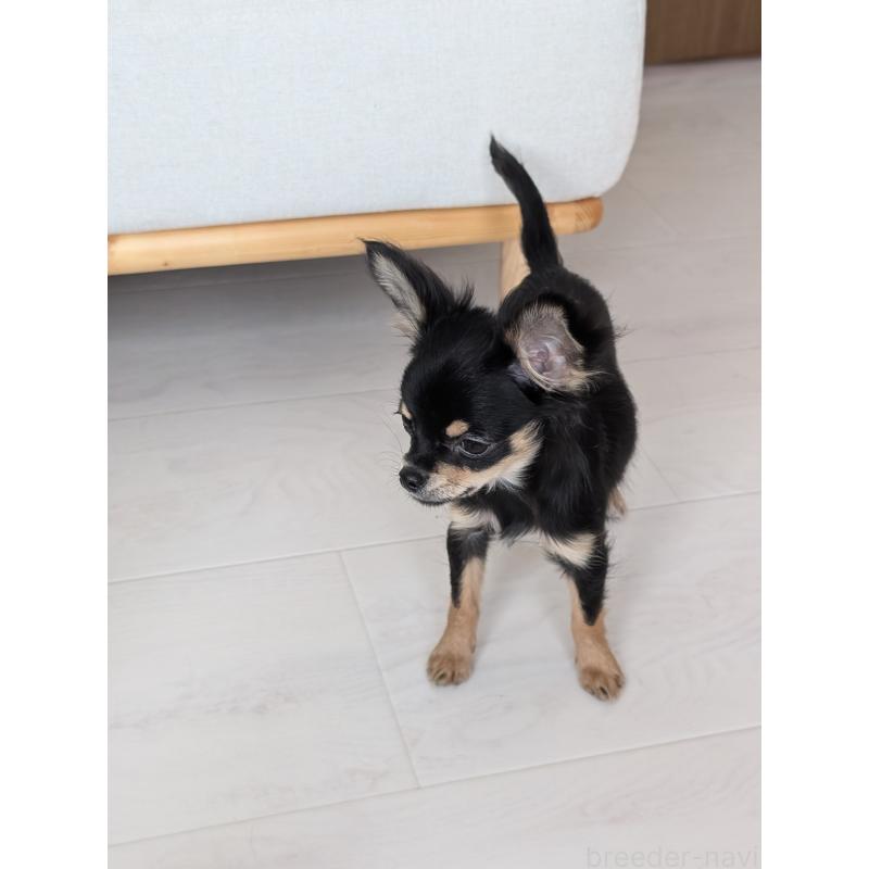 販売中の北海道のチワワ(ロングコート)-416926の6枚目