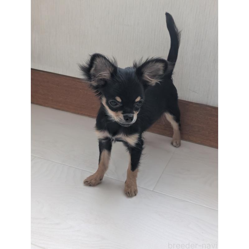 販売中の北海道のチワワ(ロングコート)-416926の5枚目