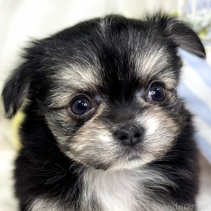 販売中の滋賀県のチワマル:チワワ×マルチーズ-430691の1枚目