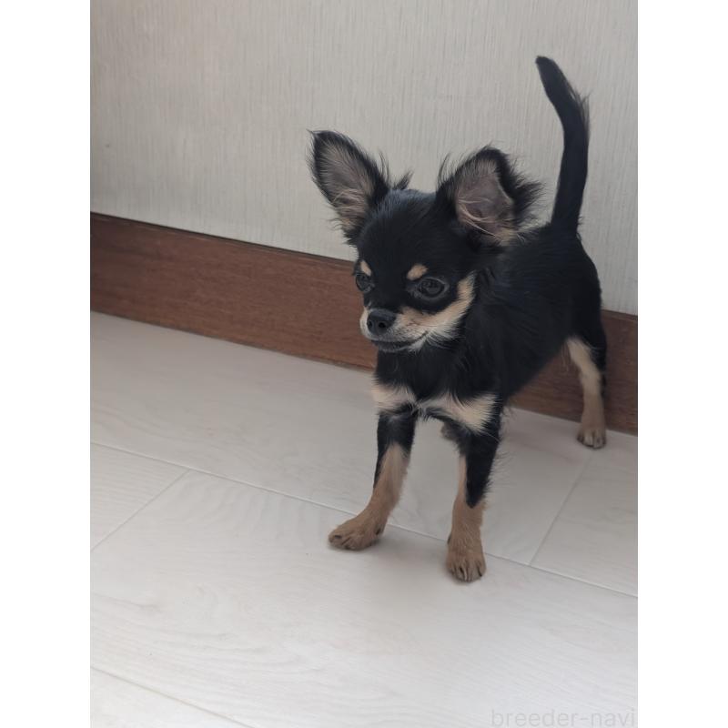 販売中の北海道のチワワ(ロングコート)-416926の4枚目