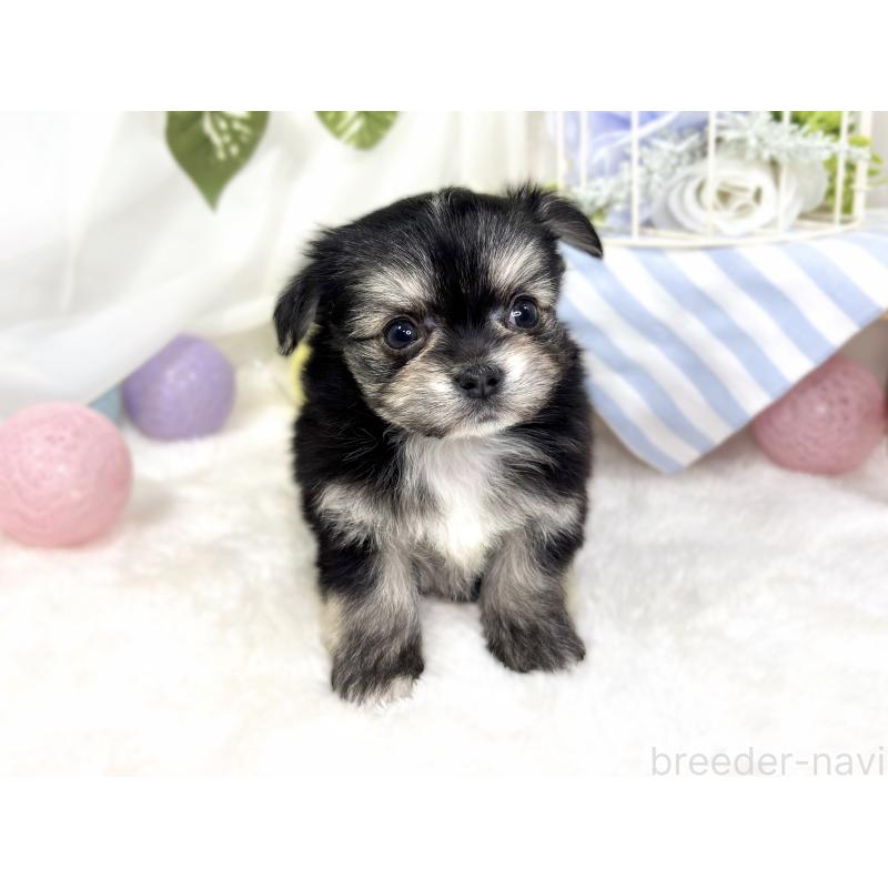 販売中の滋賀県のチワマル:チワワ×マルチーズ-430691の4枚目