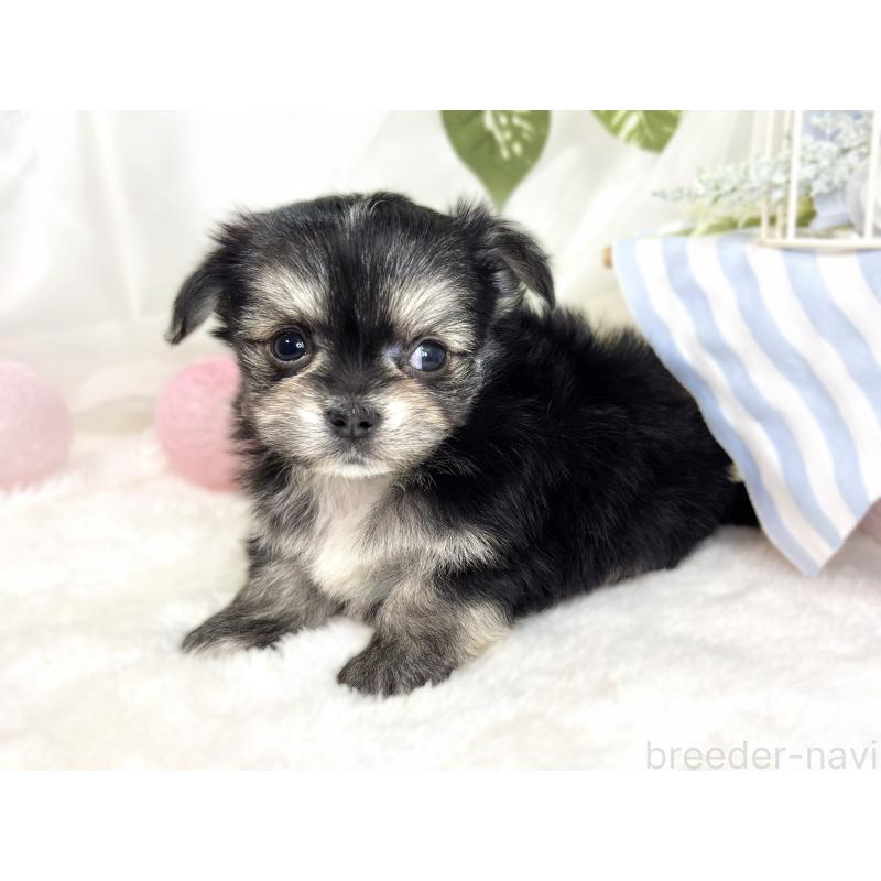 販売中の滋賀県のチワマル:チワワ×マルチーズ-430691の3枚目