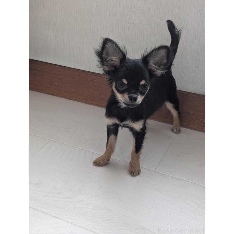 販売中の北海道のチワワ(ロングコート)-416926の3枚目