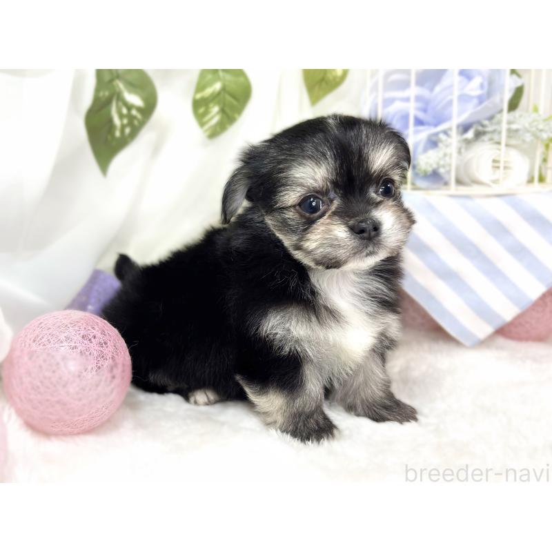 販売中の滋賀県のチワマル:チワワ×マルチーズ-430691の2枚目