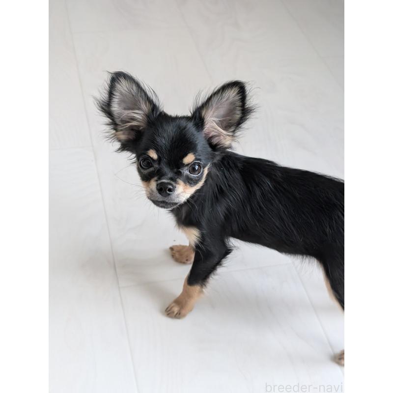 販売中の北海道のチワワ(ロングコート)-416926の2枚目