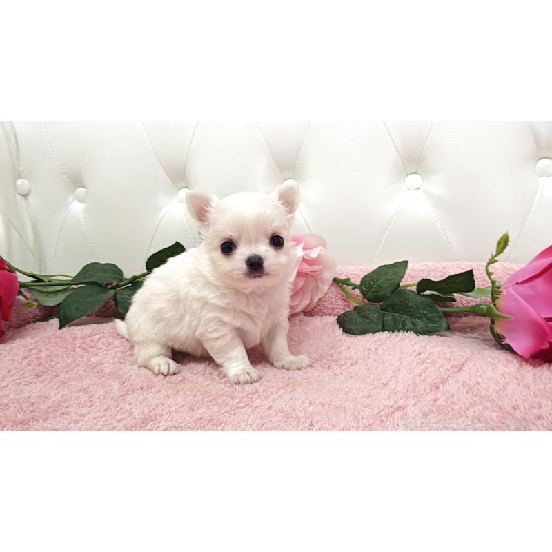 販売中の埼玉県のチワワ(ロングコート)-430693の1枚目