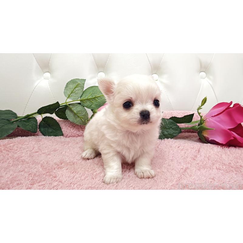 販売中の埼玉県のチワワ(ロングコート)-430693の18枚目