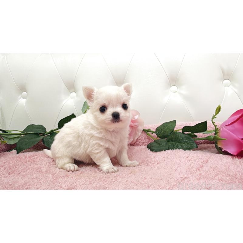 販売中の埼玉県のチワワ(ロングコート)-430693の17枚目