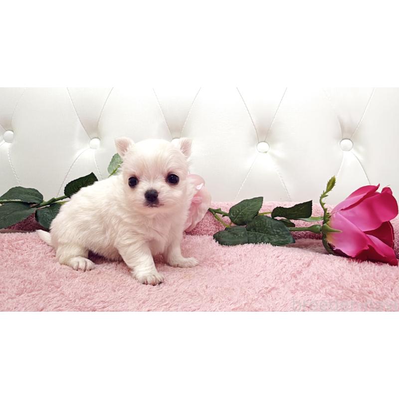 販売中の埼玉県のチワワ(ロングコート)-430693の16枚目