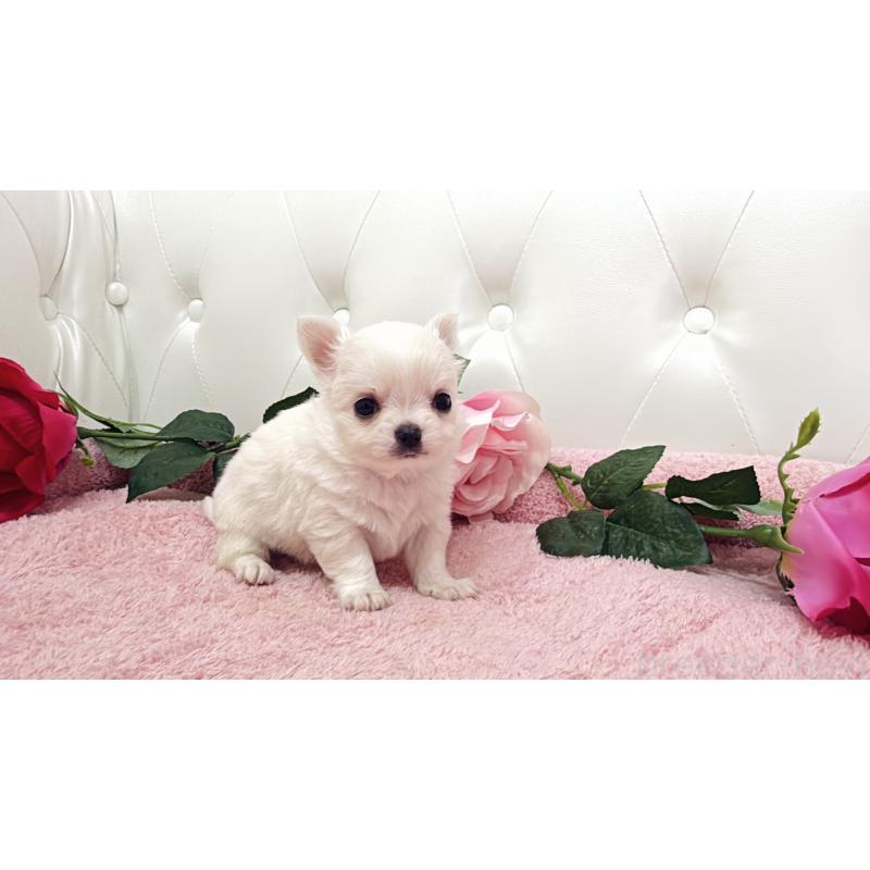 販売中の埼玉県のチワワ(ロングコート)-430693の15枚目