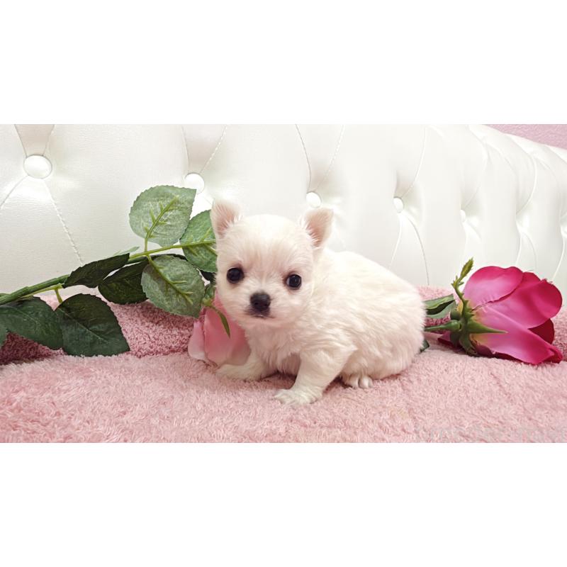 販売中の埼玉県のチワワ(ロングコート)-430693の14枚目