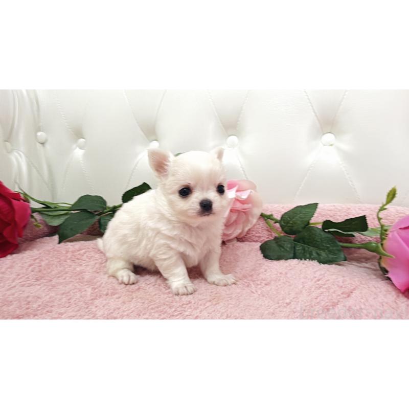 販売中の埼玉県のチワワ(ロングコート)-430693の13枚目