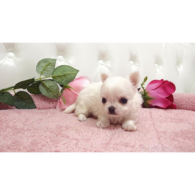 販売中の埼玉県のチワワ(ロングコート)-430693の12枚目