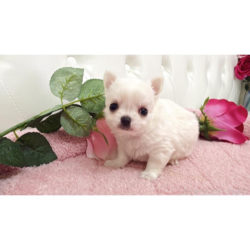 販売中の埼玉県のチワワ(ロングコート)-430693の11枚目