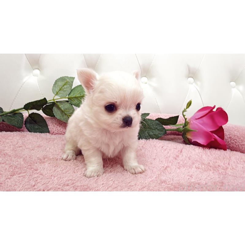 販売中の埼玉県のチワワ(ロングコート)-430693の10枚目