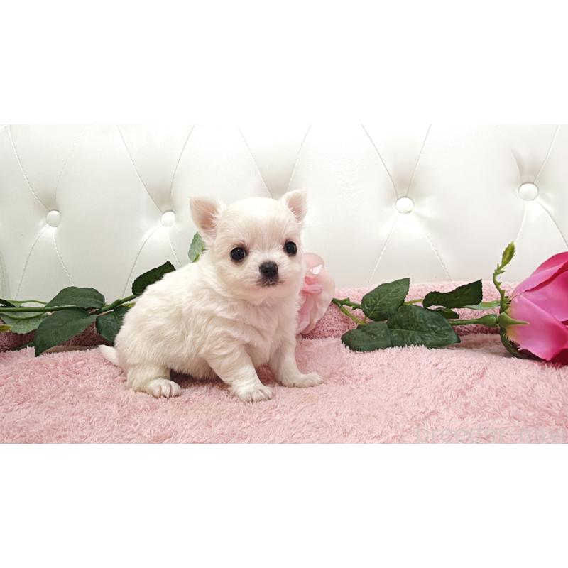 販売中の埼玉県のチワワ(ロングコート)-430693の9枚目