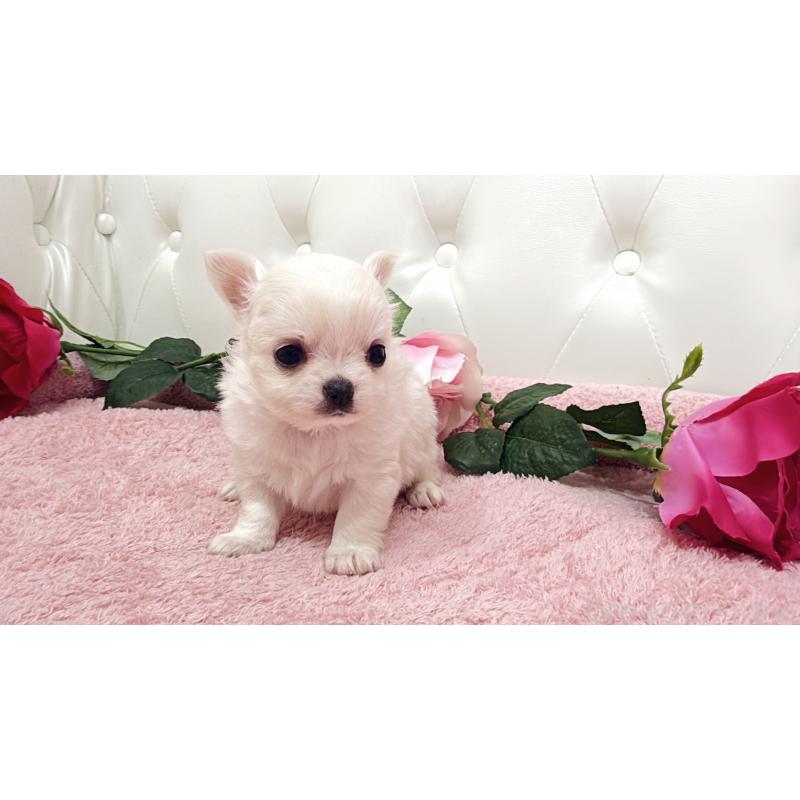 販売中の埼玉県のチワワ(ロングコート)-430693の8枚目