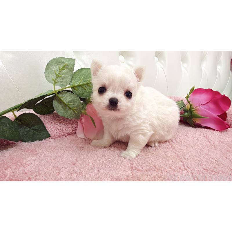 販売中の埼玉県のチワワ(ロングコート)-430693の7枚目