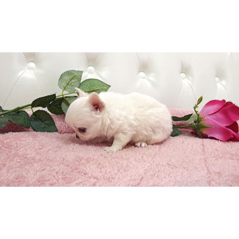 販売中の埼玉県のチワワ(ロングコート)-430693の6枚目