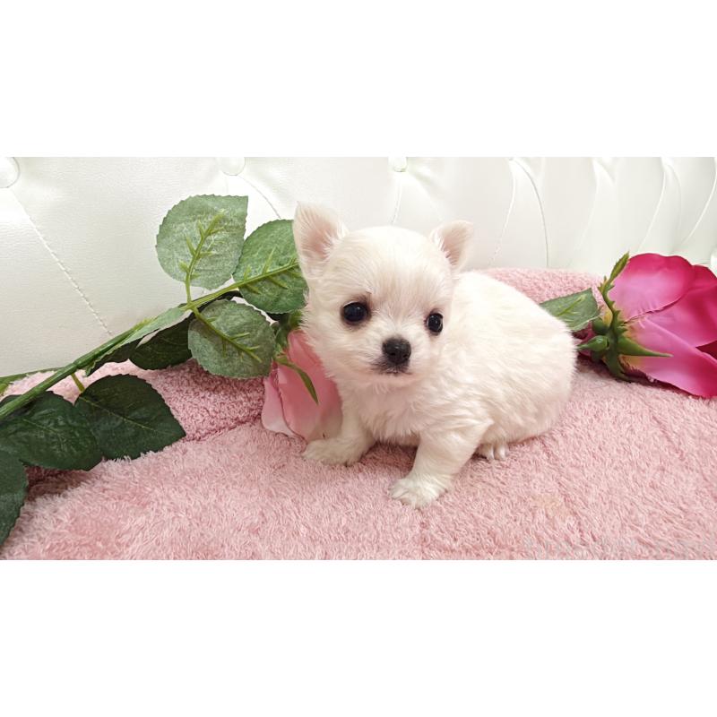 販売中の埼玉県のチワワ(ロングコート)-430693の5枚目