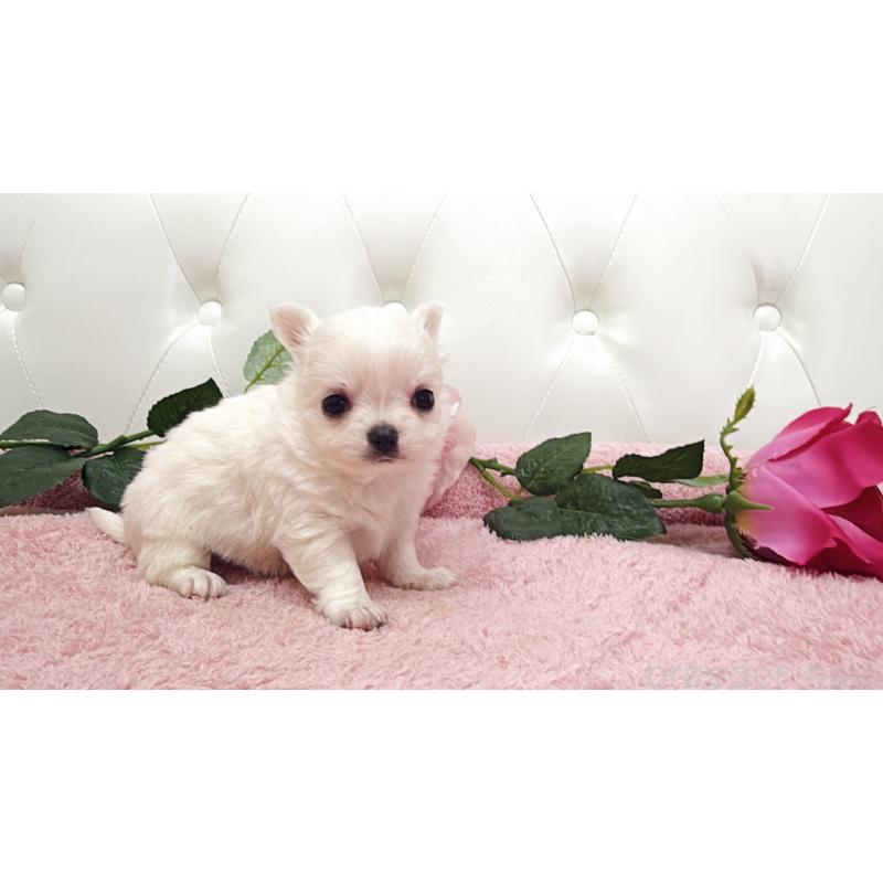 販売中の埼玉県のチワワ(ロングコート)-430693の4枚目