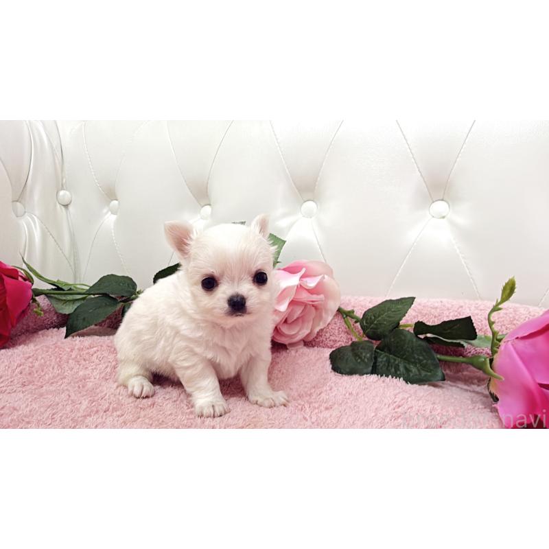 販売中の埼玉県のチワワ(ロングコート)-430693の3枚目