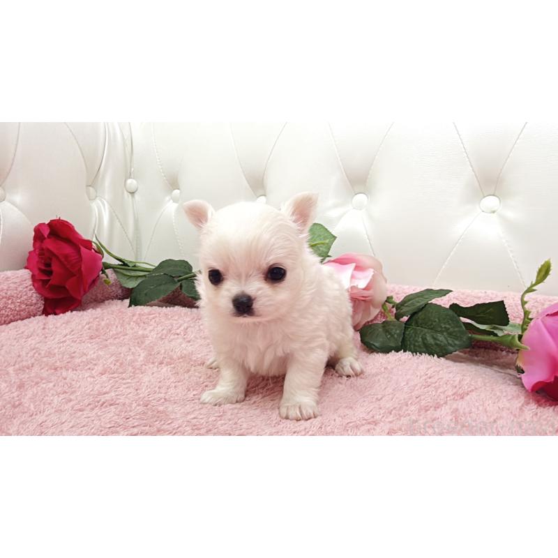 販売中の埼玉県のチワワ(ロングコート)-430693の2枚目