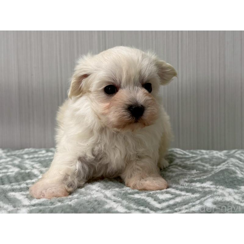 販売中の東京都のマルプー:マルチーズ×トイプードル-430692の5枚目