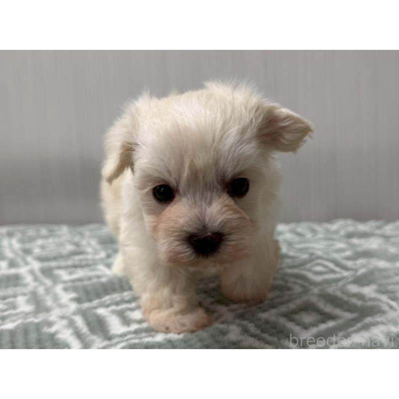 販売中の東京都のマルプー:マルチーズ×トイプードル-430692の4枚目