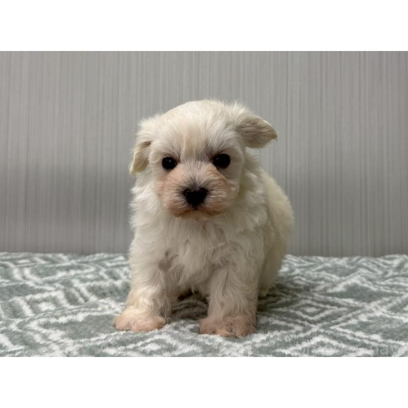 販売中の東京都のマルプー:マルチーズ×トイプードル-430692の3枚目