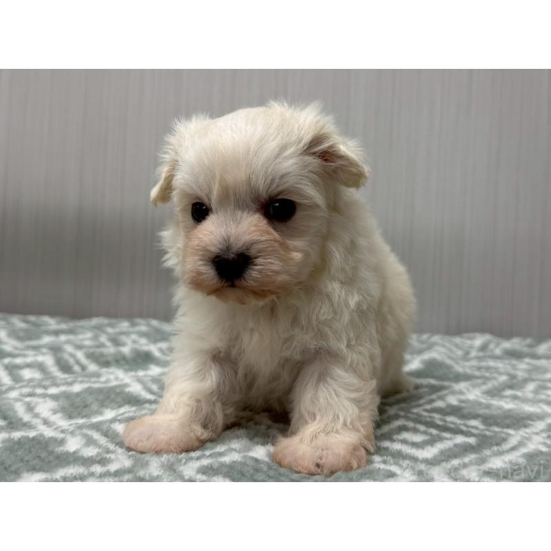 販売中の東京都のマルプー:マルチーズ×トイプードル-430692の2枚目