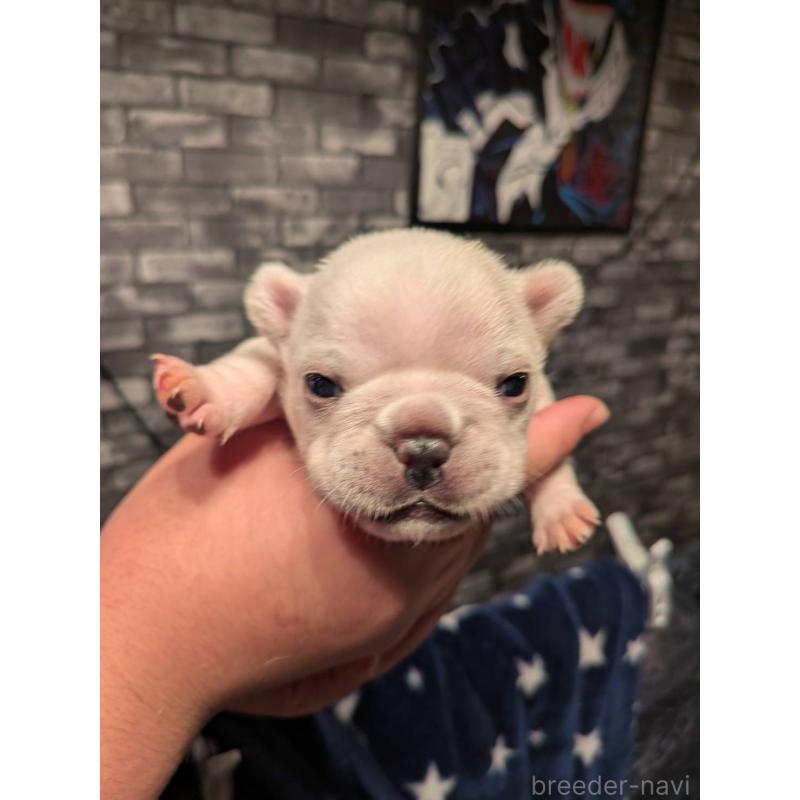 販売中の京都府のフレンチブルドッグ-430698の8枚目