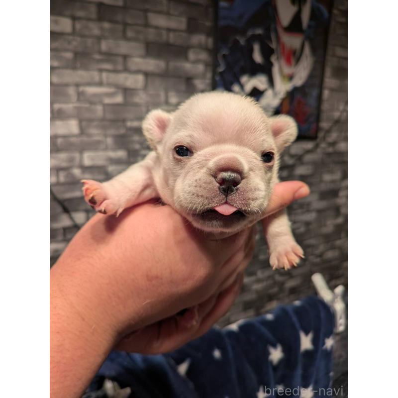 販売中の京都府のフレンチブルドッグ-430698の7枚目