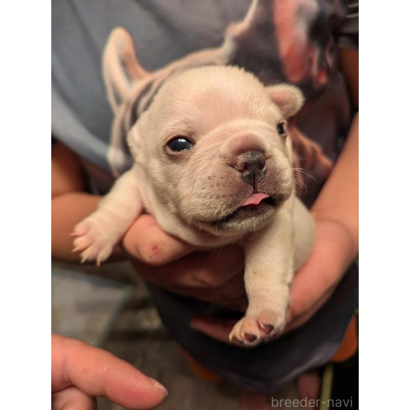 販売中の京都府のフレンチブルドッグ-430698の6枚目