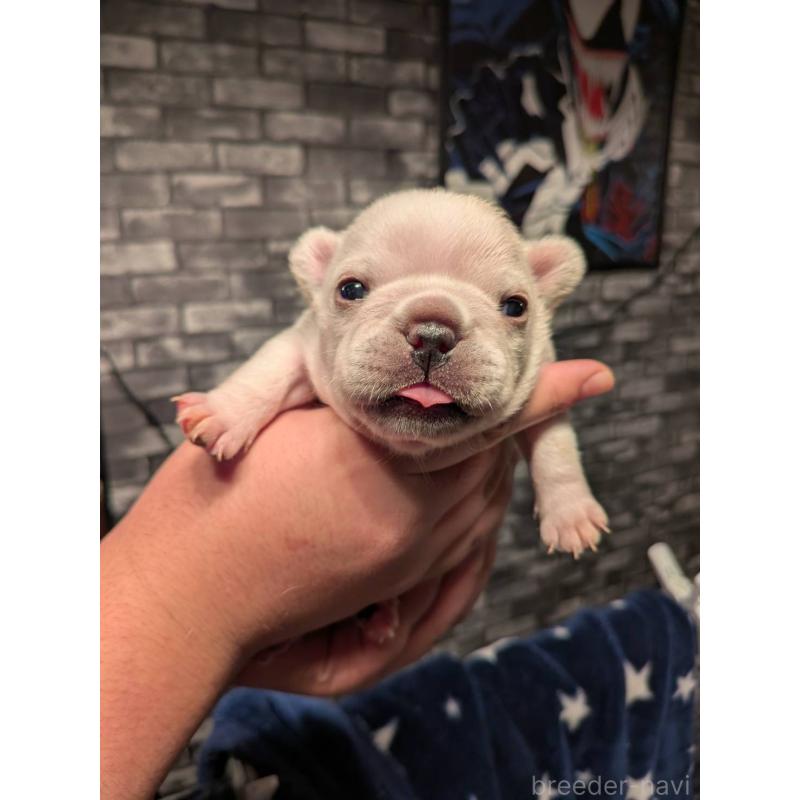 販売中の京都府のフレンチブルドッグ-430698の5枚目