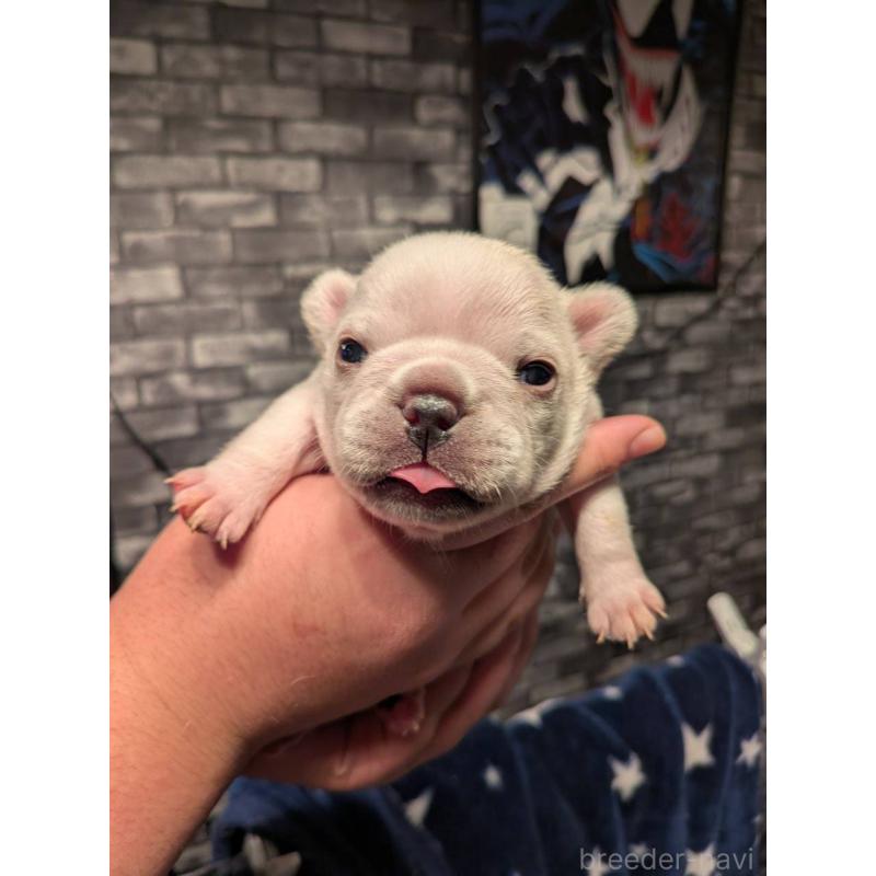 販売中の京都府のフレンチブルドッグ-430698の4枚目