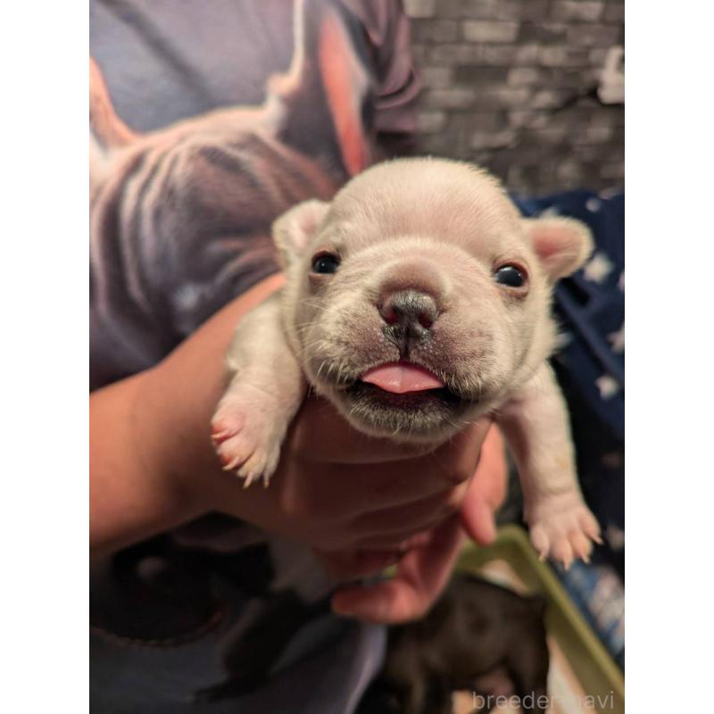 販売中の京都府のフレンチブルドッグ-430698の3枚目