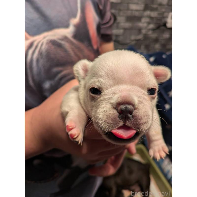 販売中の京都府のフレンチブルドッグ-430698の2枚目