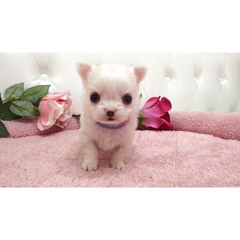 販売中の埼玉県のチワワ(ロングコート)-430694の12枚目