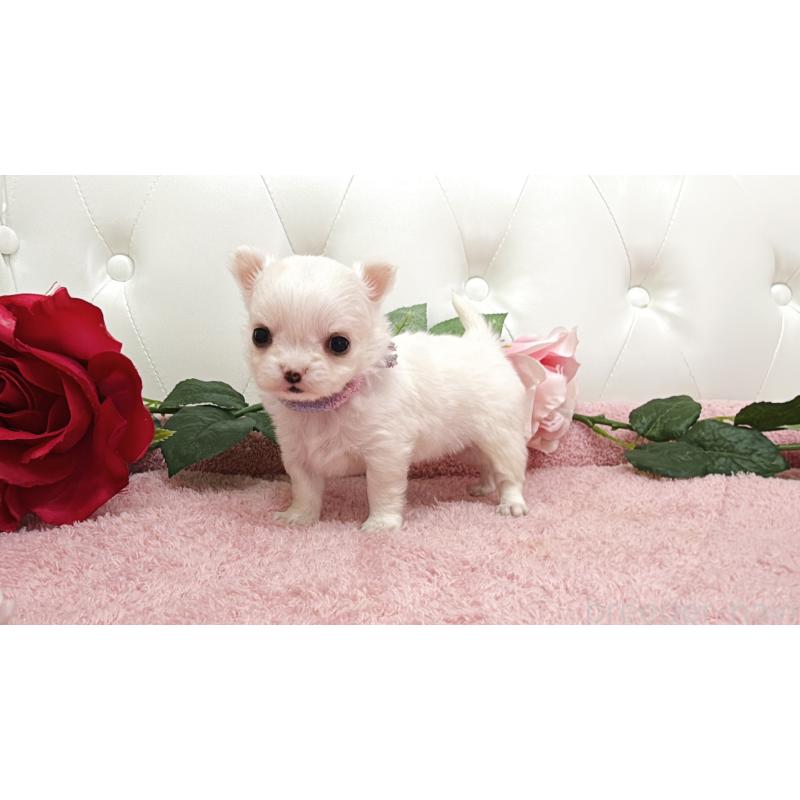 販売中の埼玉県のチワワ(ロングコート)-430694の11枚目