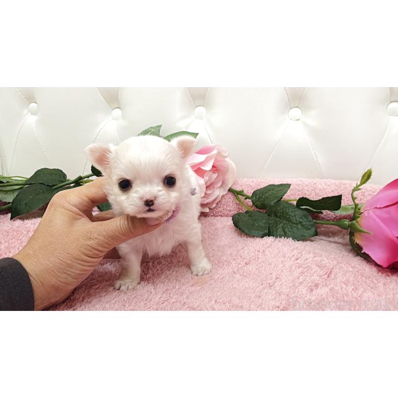 販売中の埼玉県のチワワ(ロングコート)-430694の10枚目