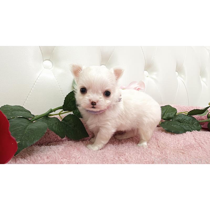 販売中の埼玉県のチワワ(ロングコート)-430694の9枚目