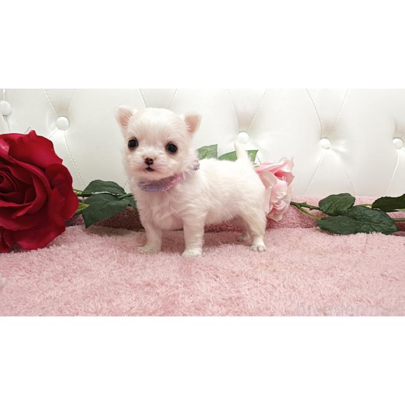 販売中の埼玉県のチワワ(ロングコート)-430694の8枚目