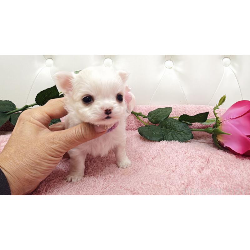 販売中の埼玉県のチワワ(ロングコート)-430694の7枚目