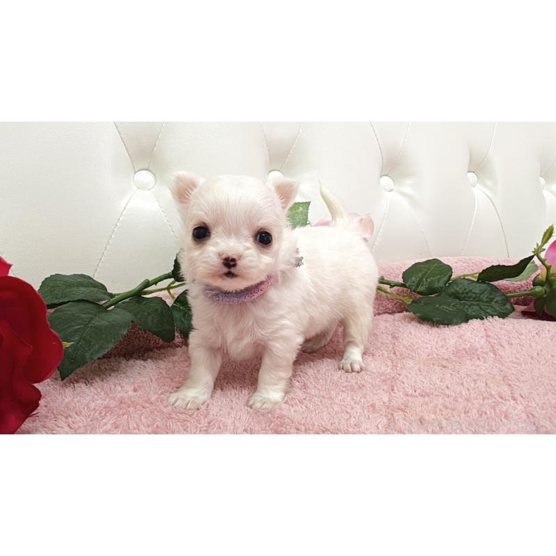 販売中の埼玉県のチワワ(ロングコート)-430694の6枚目