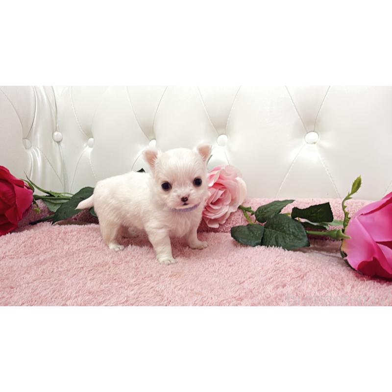 販売中の埼玉県のチワワ(ロングコート)-430694の5枚目