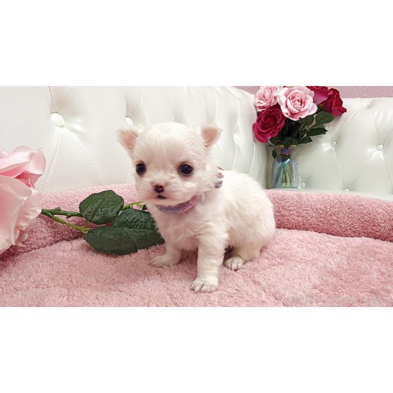 販売中の埼玉県のチワワ(ロングコート)-430694の4枚目