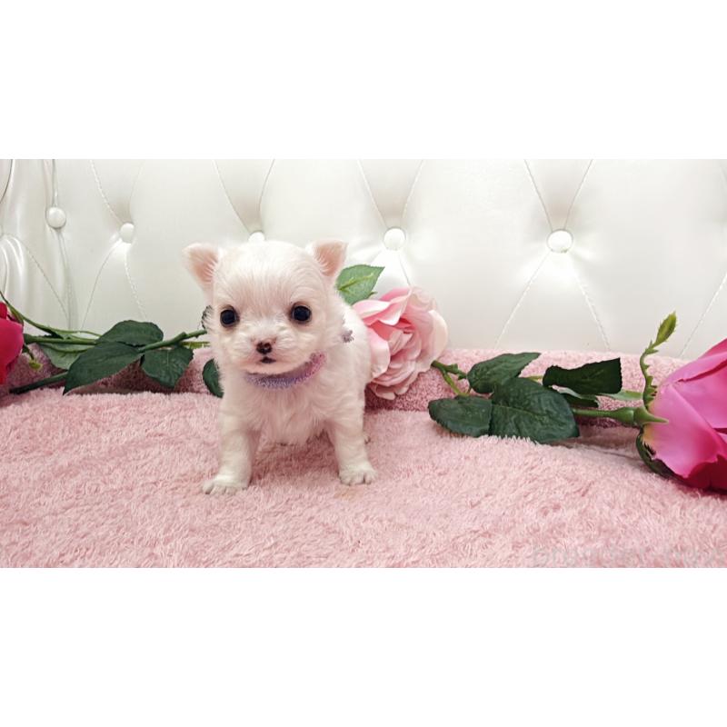 販売中の埼玉県のチワワ(ロングコート)-430694の3枚目